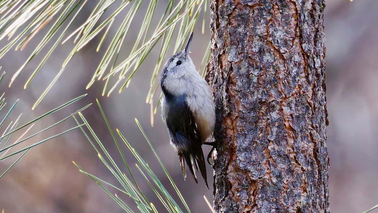 White-breasted Nuthatch