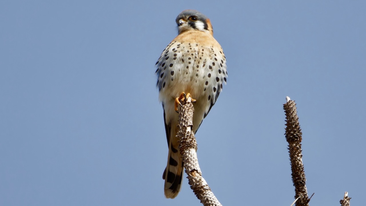 American Kestrel