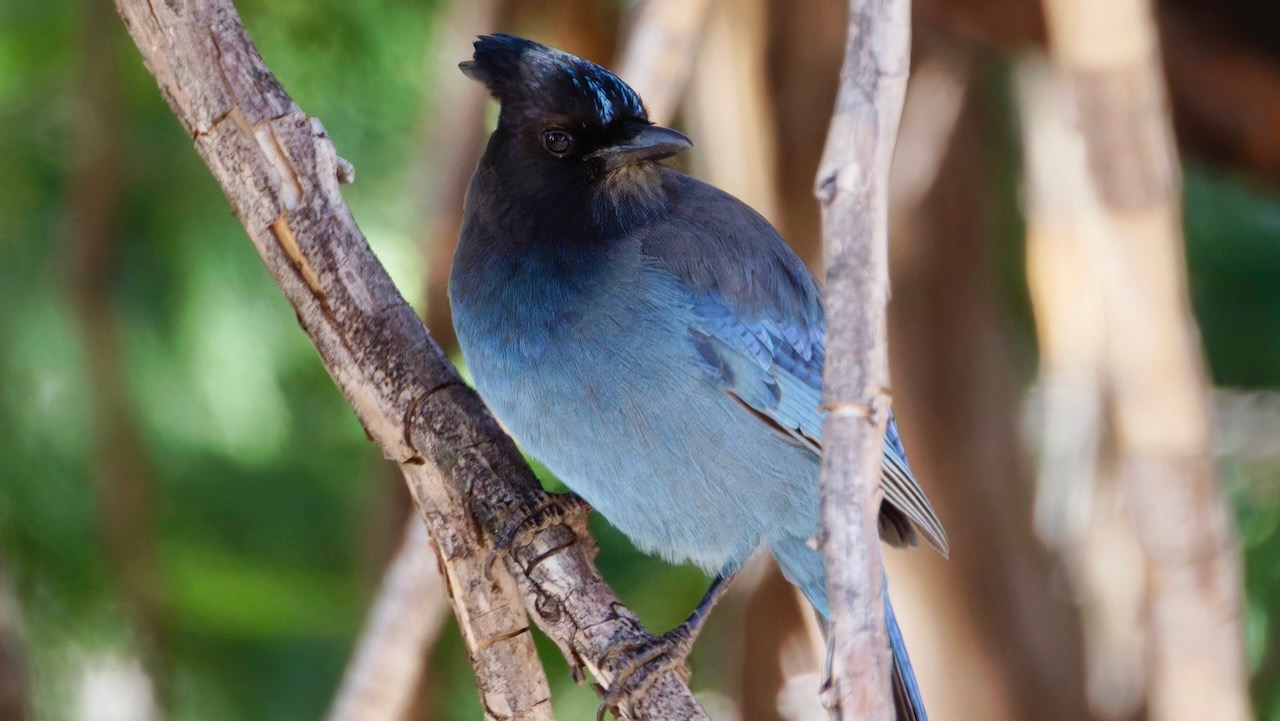 Steller’s Jay