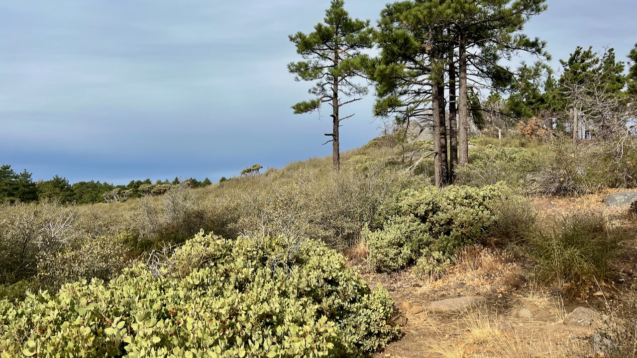 Trail View