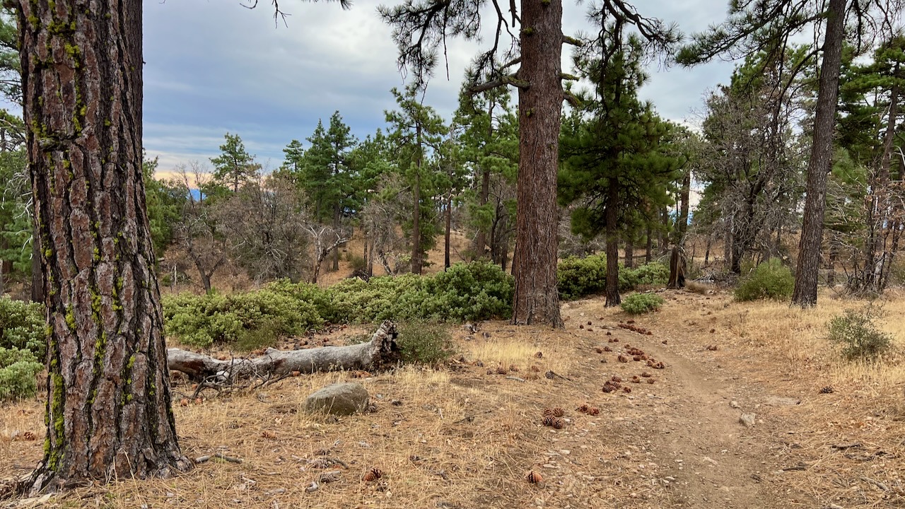 Trail View