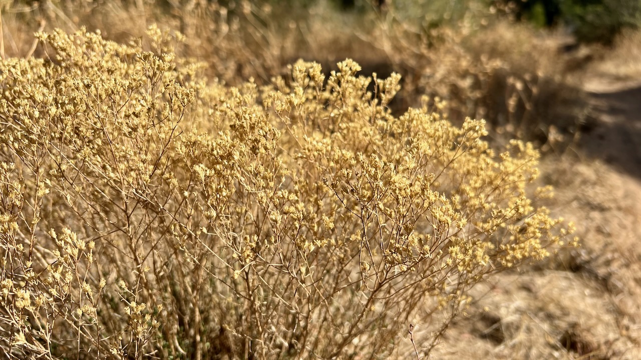 Broom Snakeweed