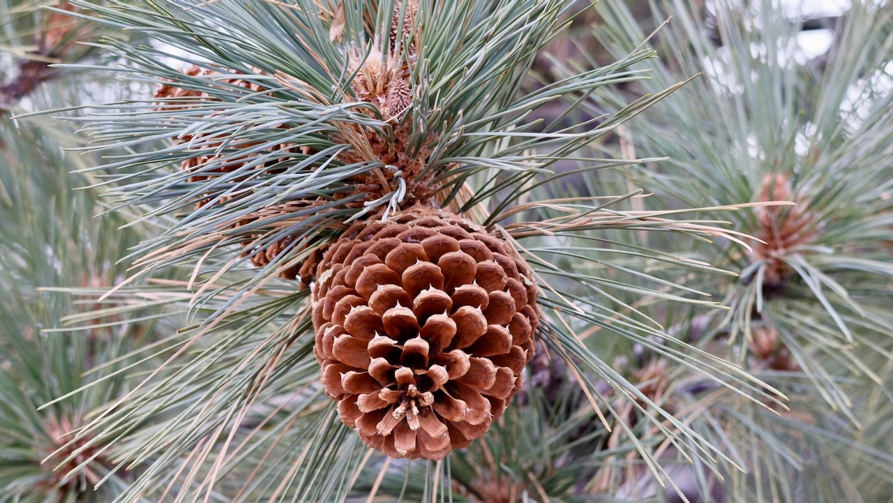 Jeffrey Pine