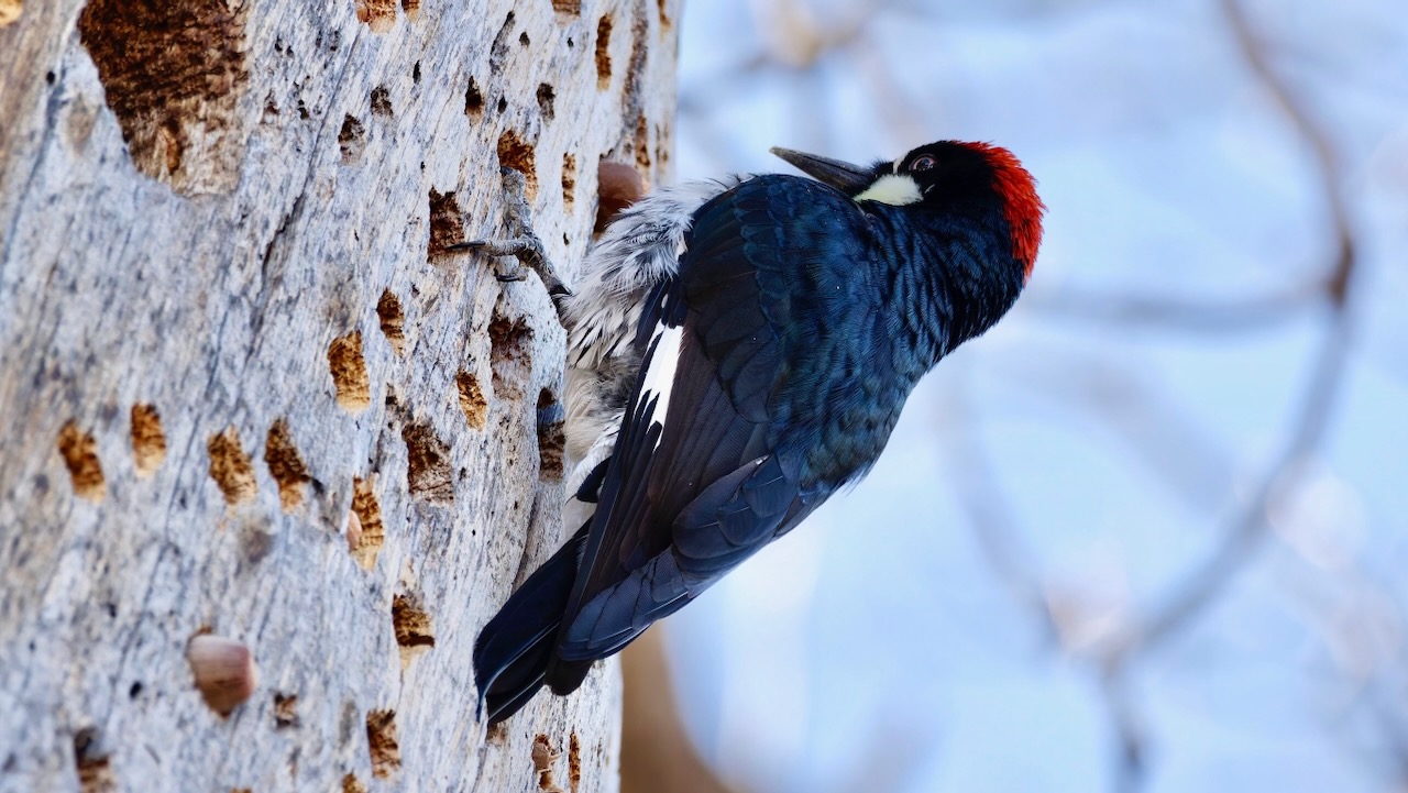 Acorn Woodpecker