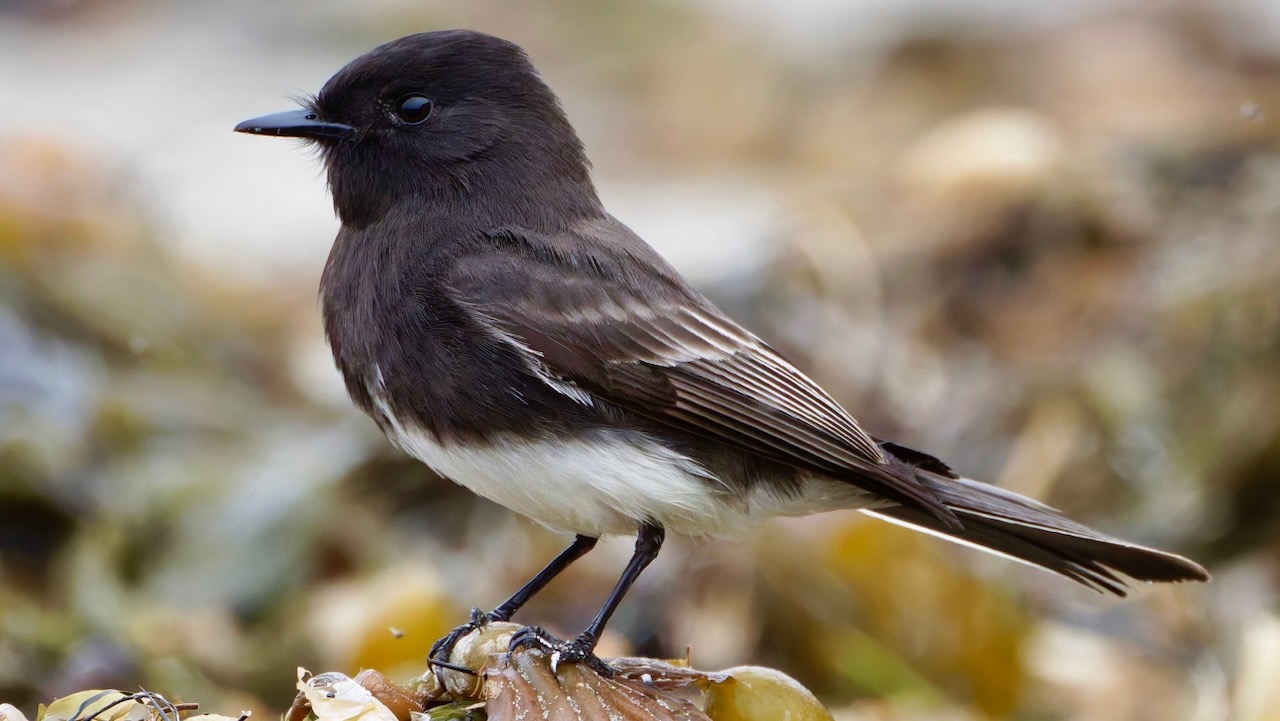 Black Phoebe