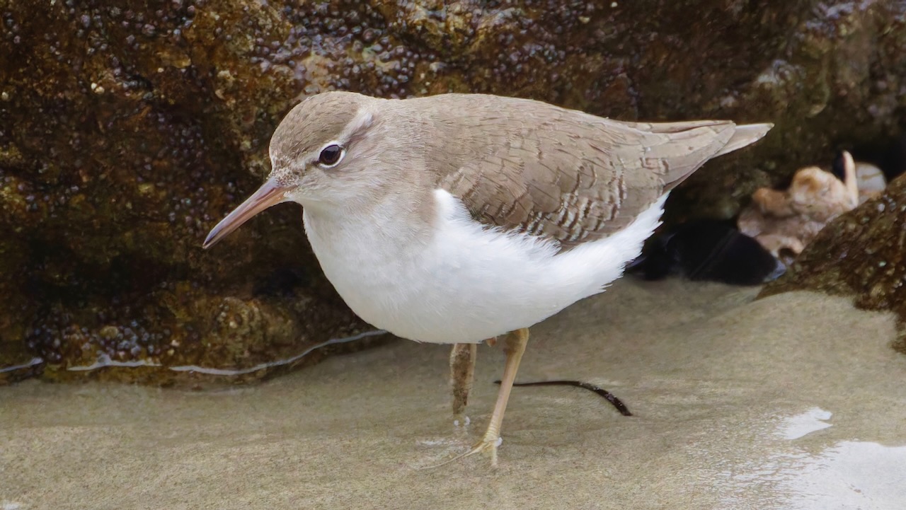 Spotted Sandpiper