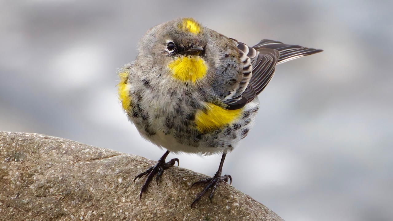 Yellow-rumped Warbler