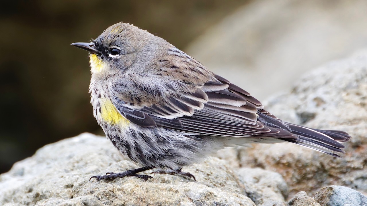 Yellow-rumped Warbler