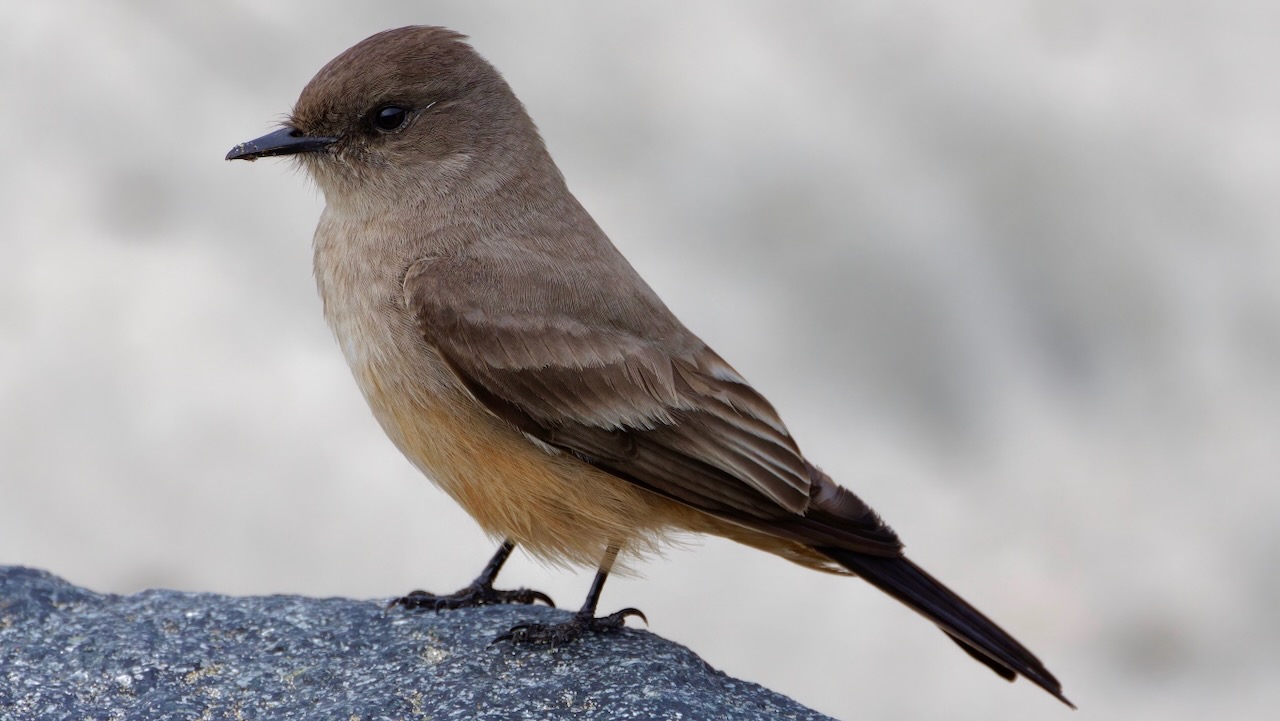 Say’s Phoebe