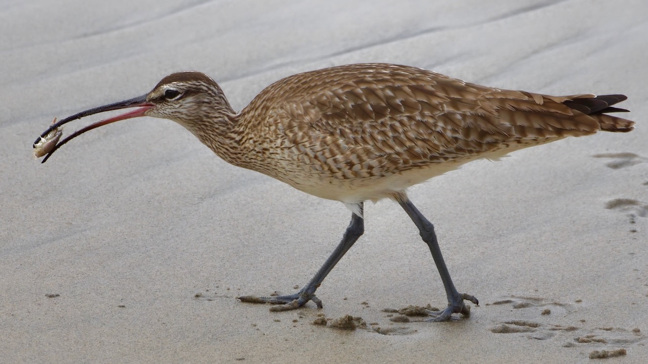 Whimbrel