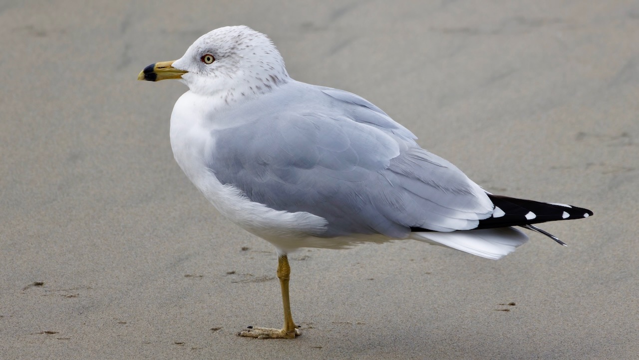 Ring-billed Gull