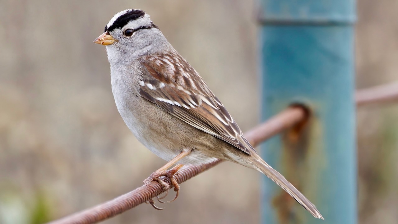 White-crowned Sparrow