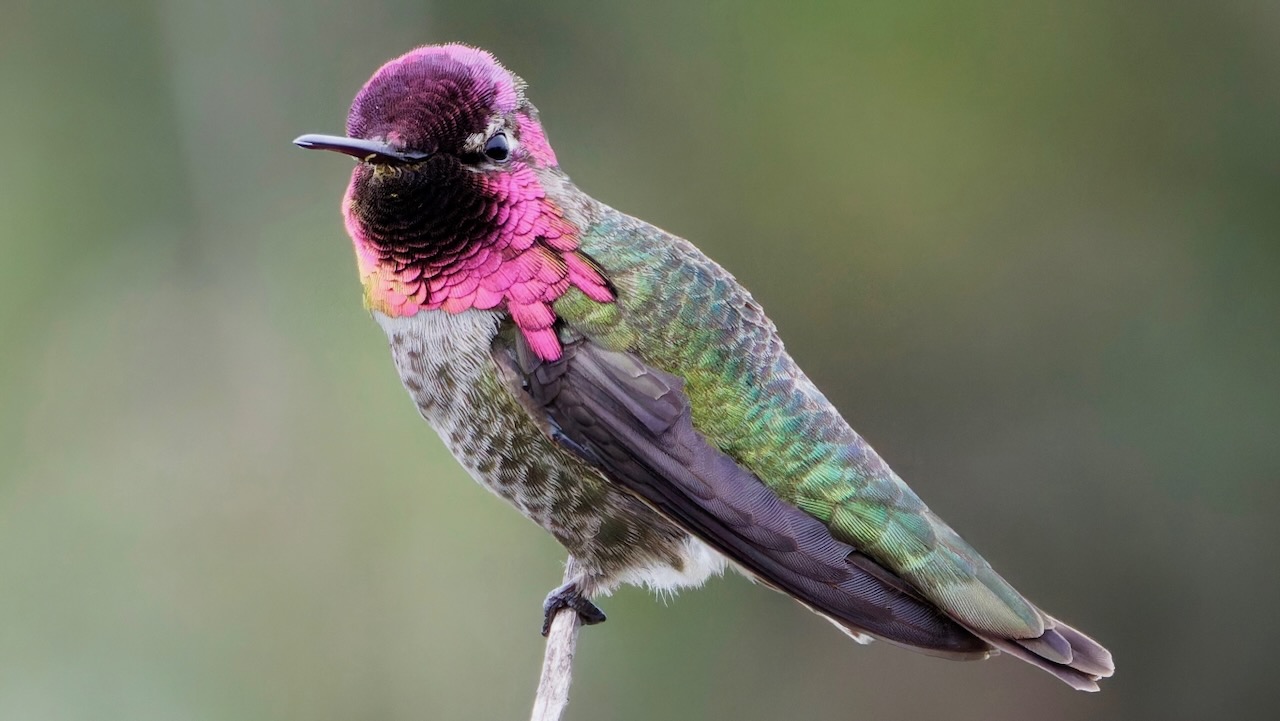 Anna's Hummingbird