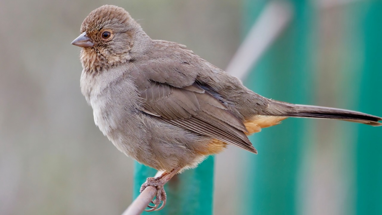 California Towhee