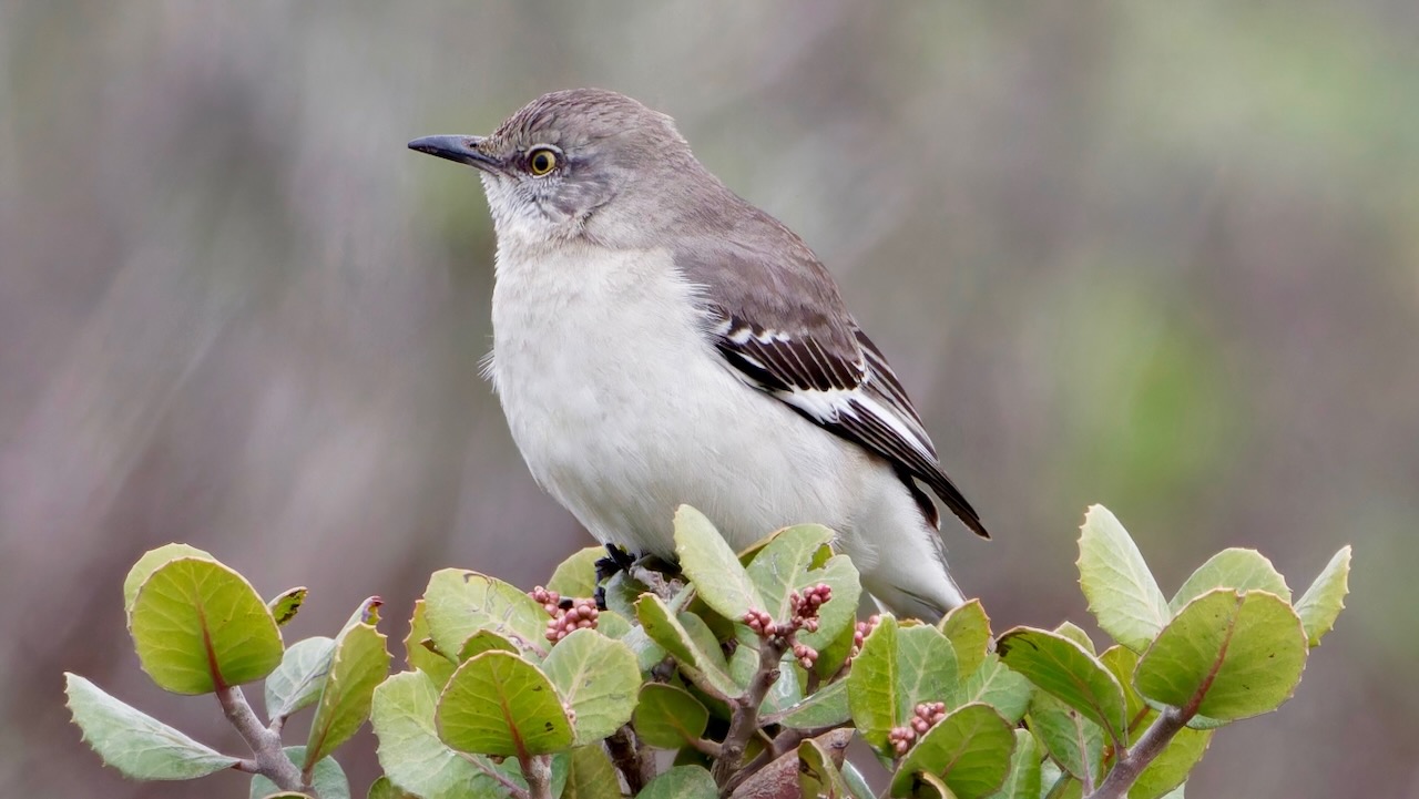 Northern Mockingbird