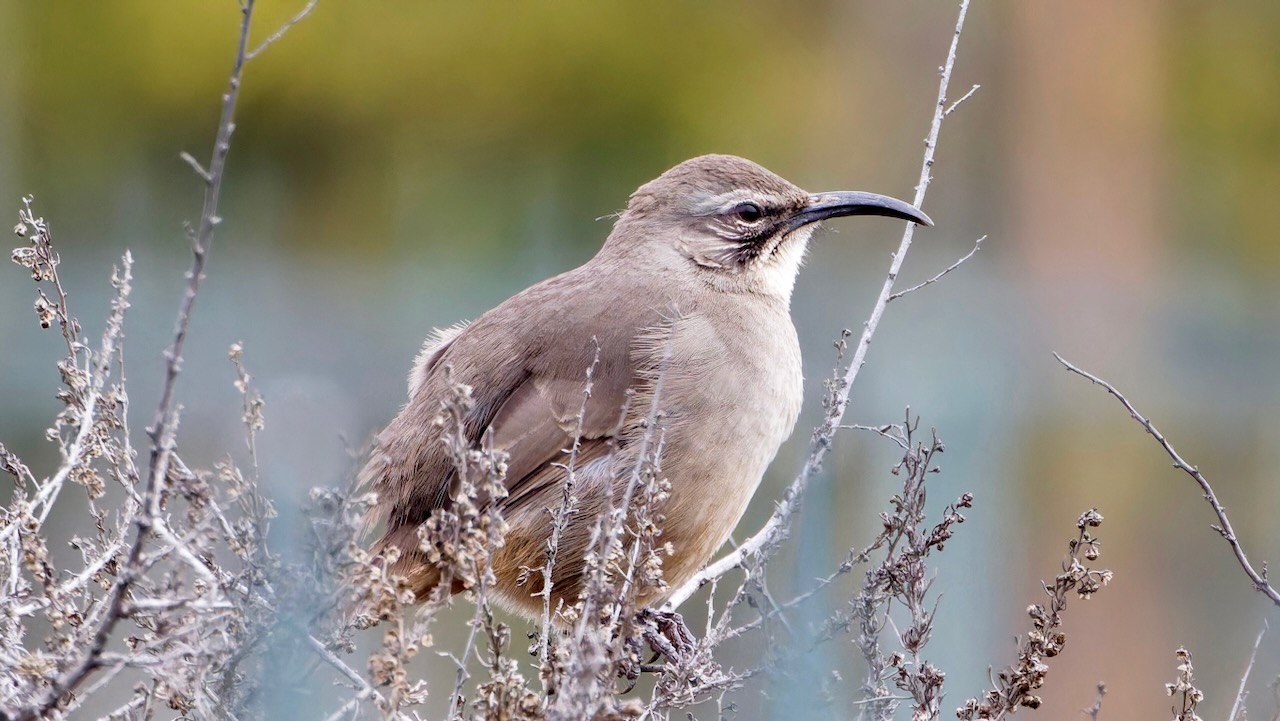 California Thrasher