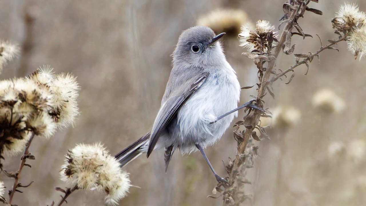 Blue-gray Gnatcatcher