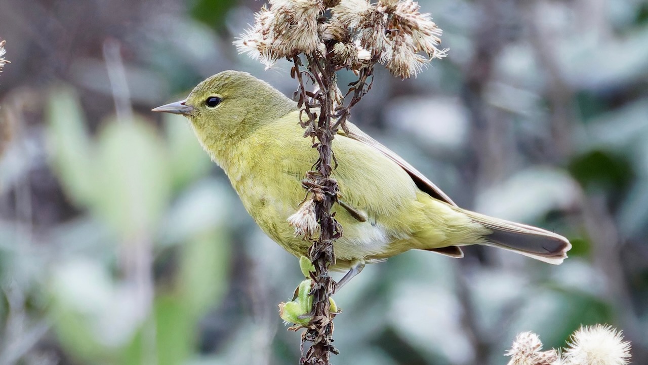 Orange-crowned Warbler