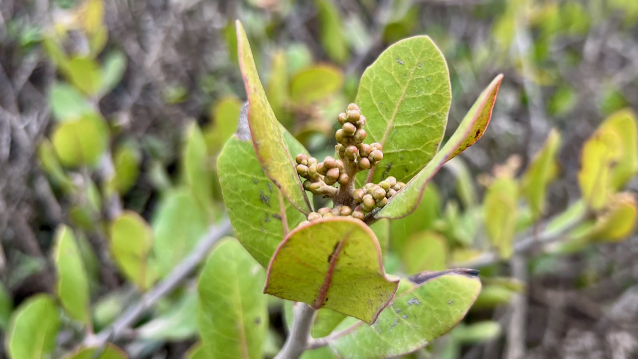 Lemonade Sumac