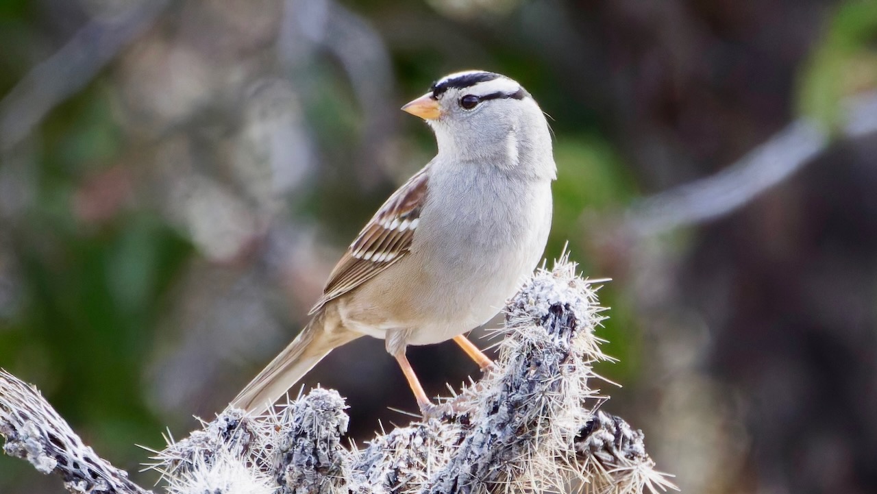 White-crowned Sparrow