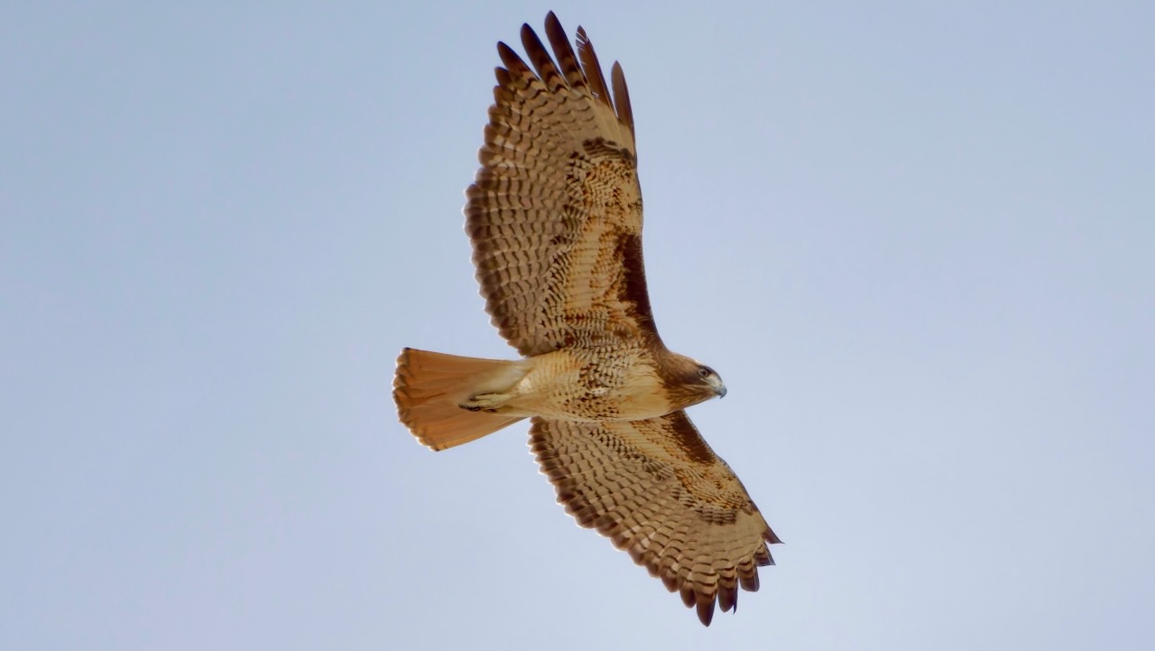 Red-tailed Hawk