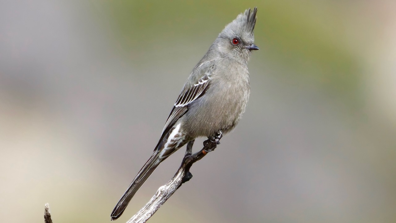 Phainopepla (Female)