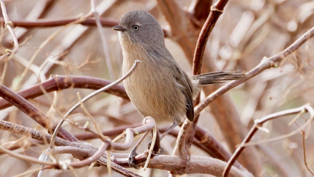 Wrentit