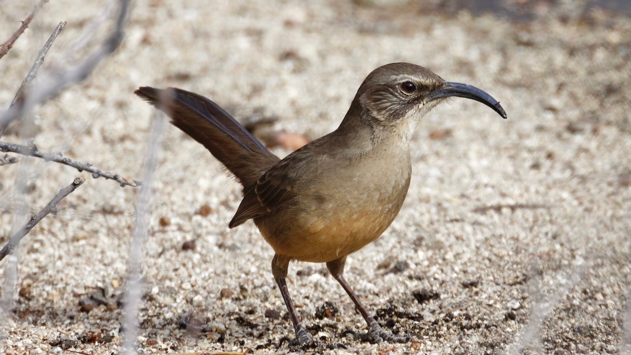 California Thrasher