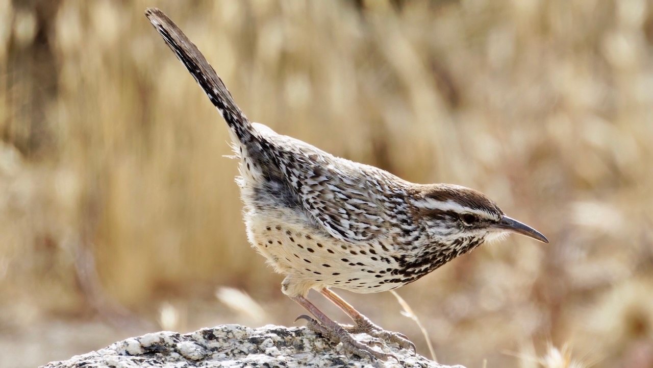 Cactus Wren