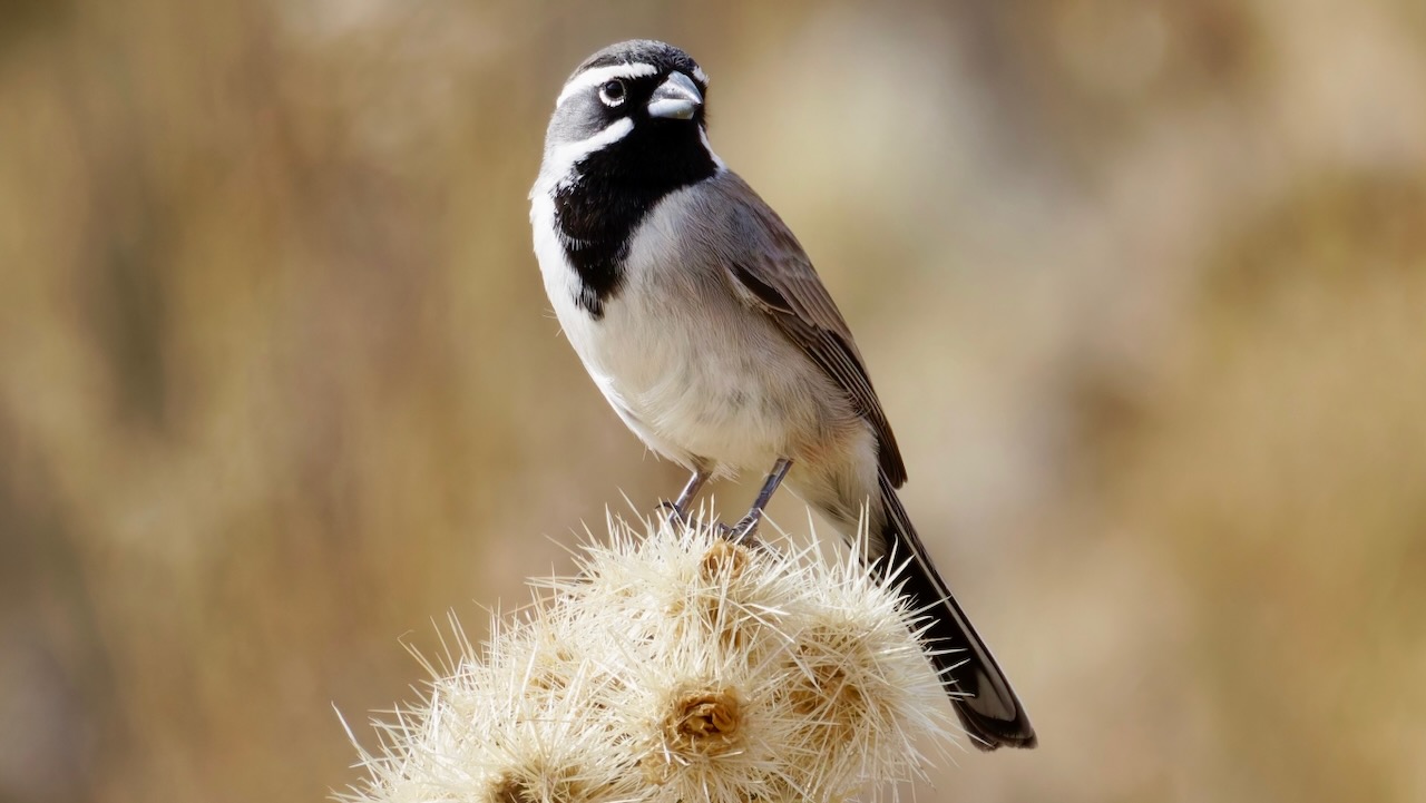 Black-throated Sparrow