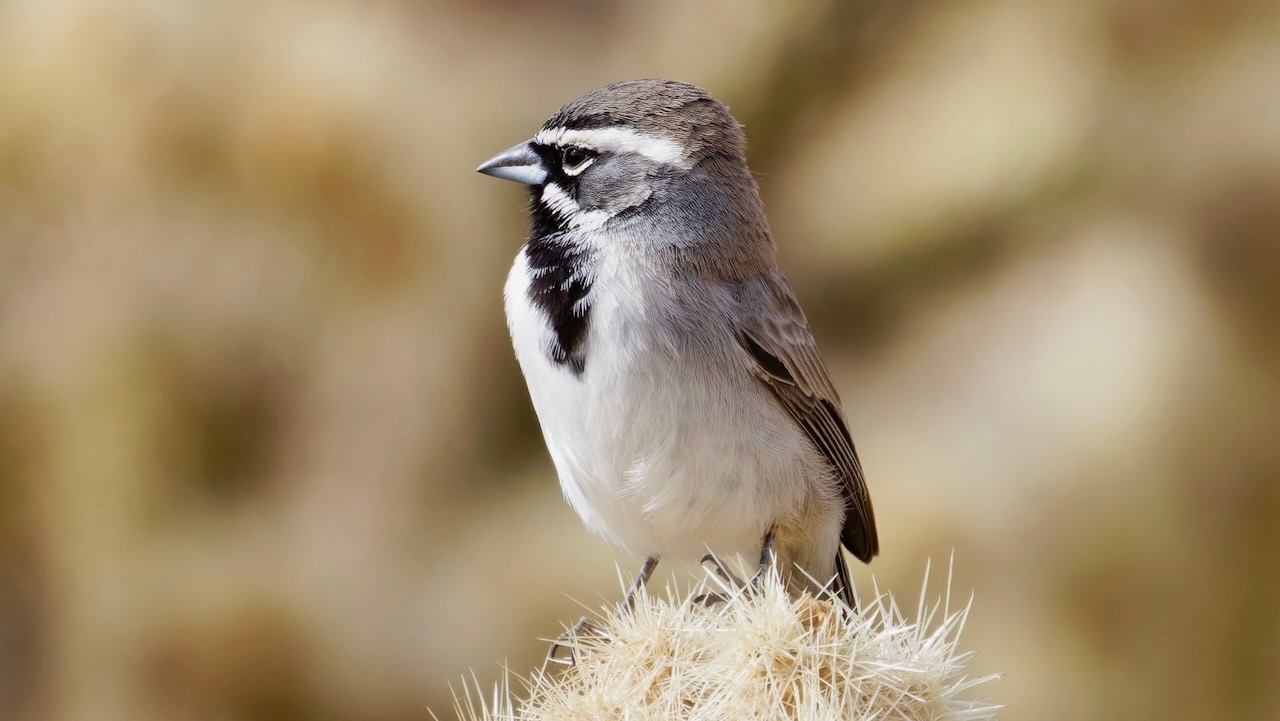 Black-throated Sparrow