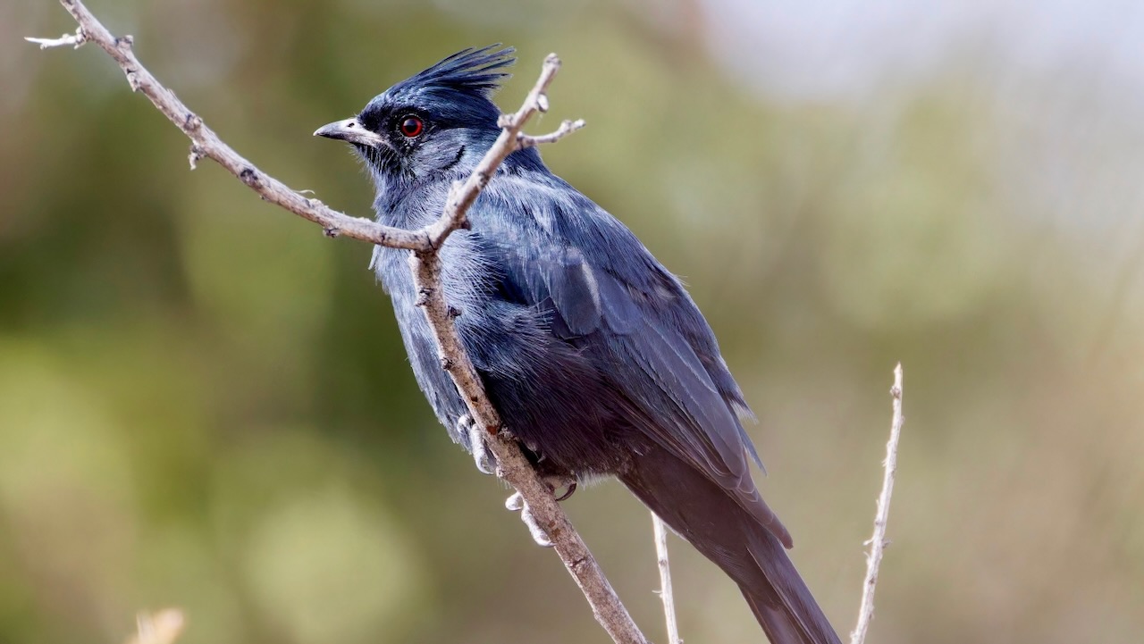 Phainopepla (Male)