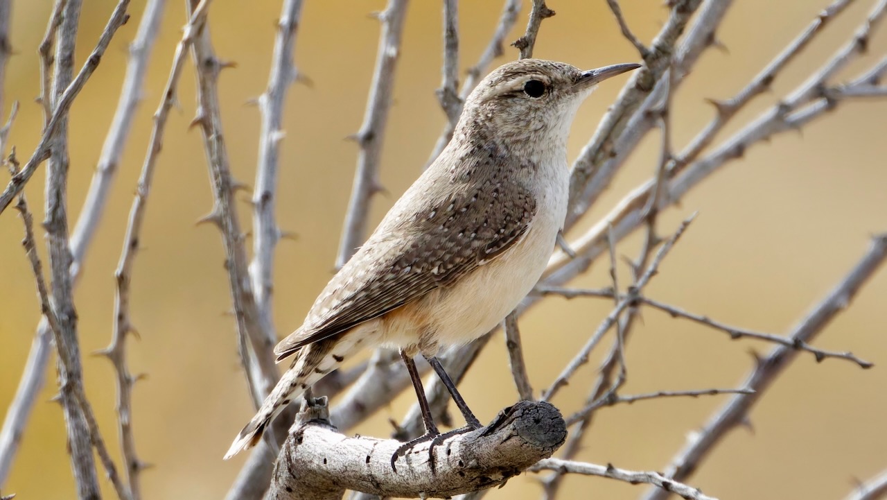 Rock Wren