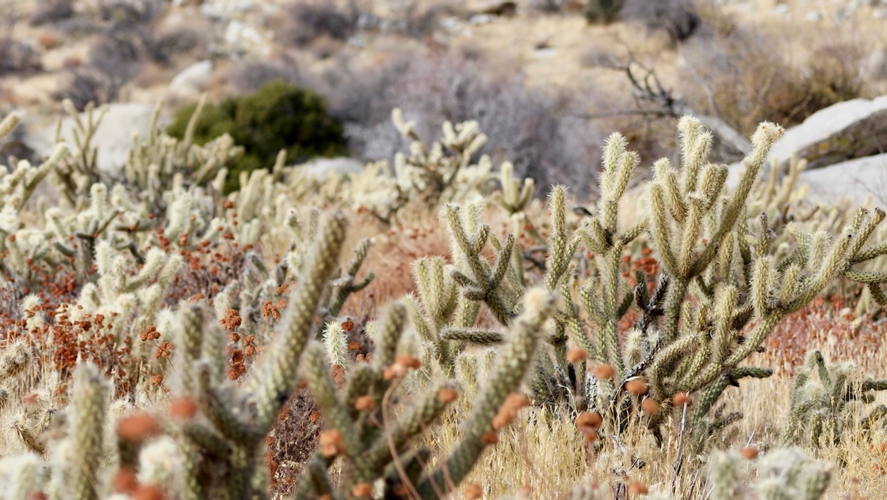 Buckhorn Cholla