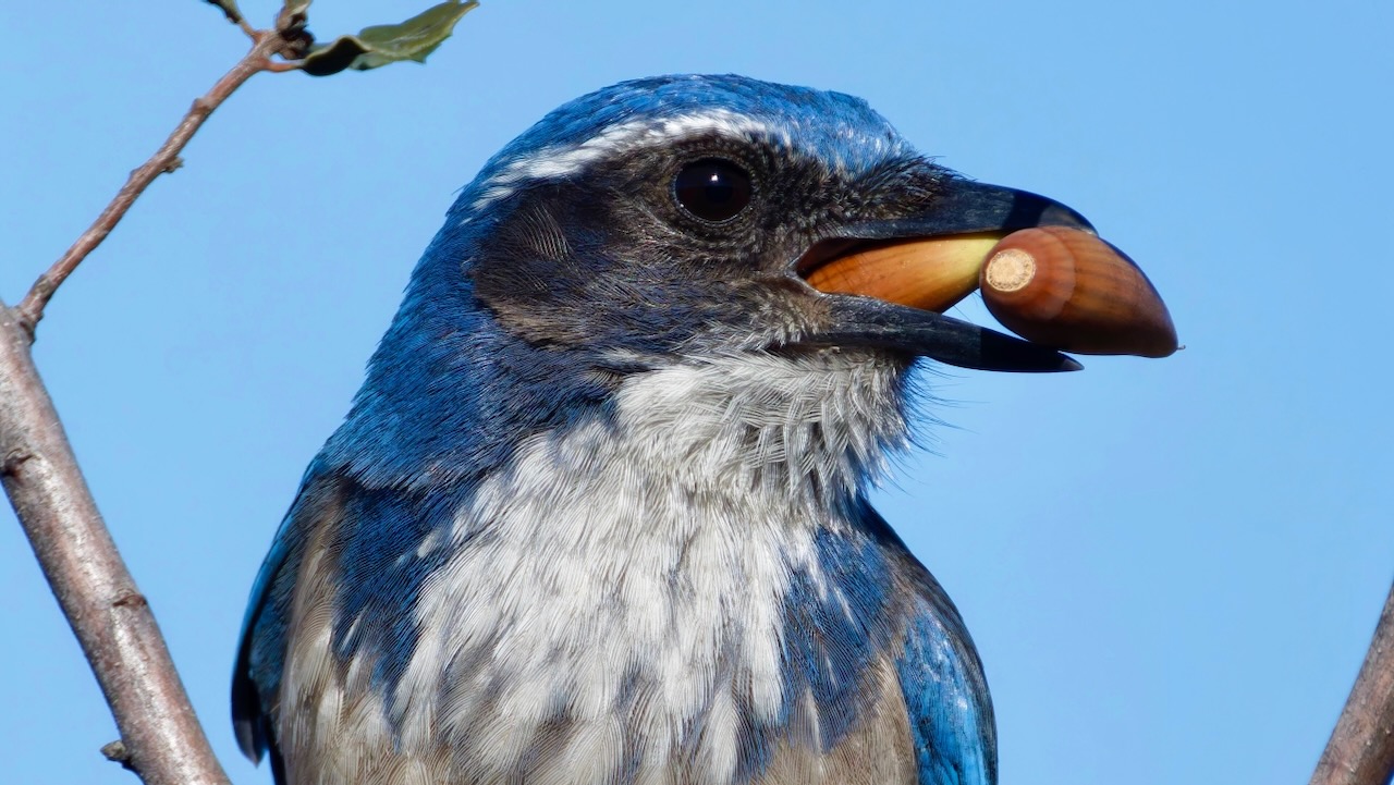 California Scrub-jay