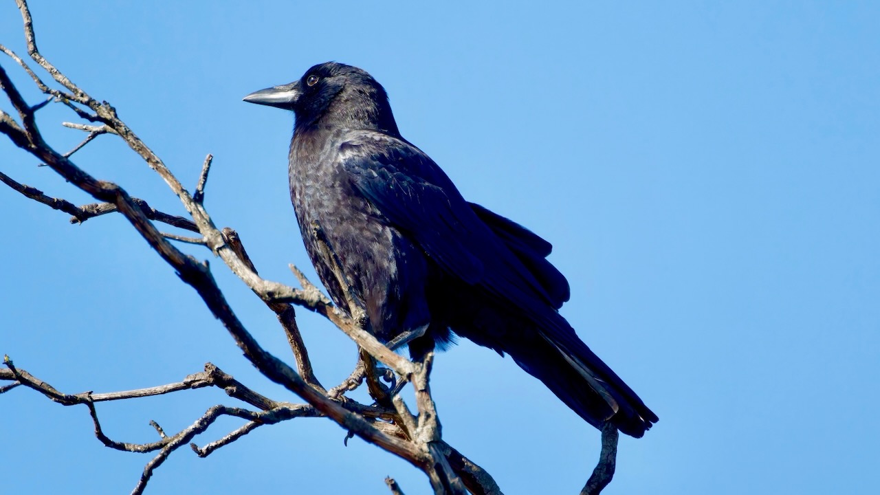 American Crow