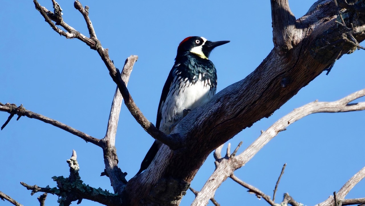 Acorn Woodpecker