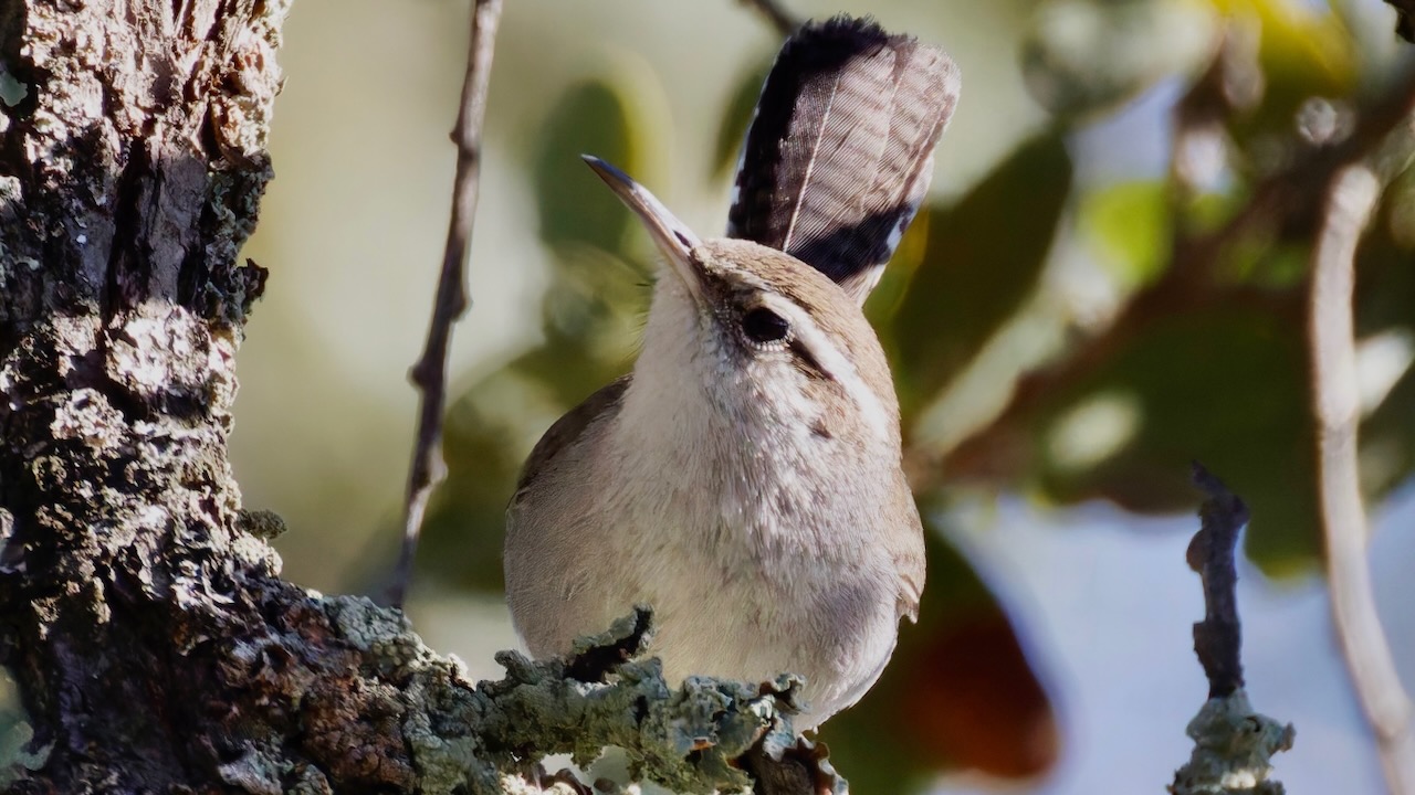 Bewick's Wren