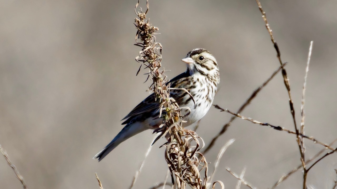 Savannah Sparrow