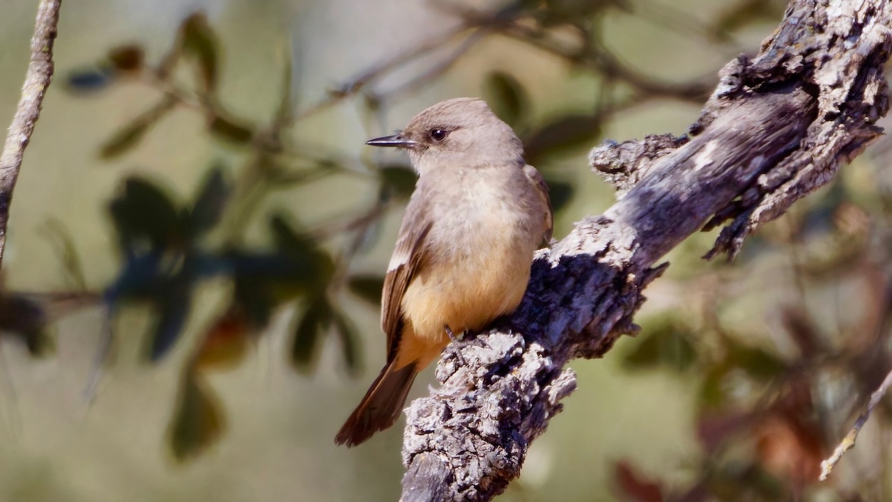 Say's Phoebe