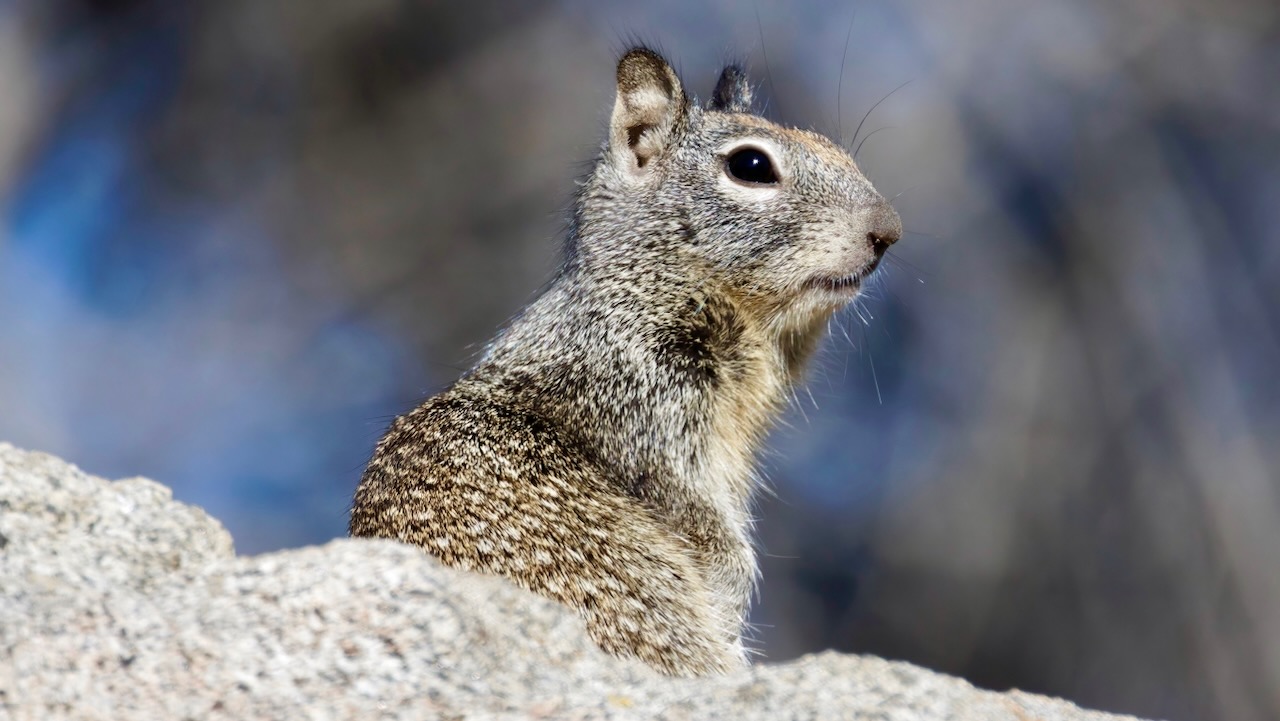 California Ground Squirrel