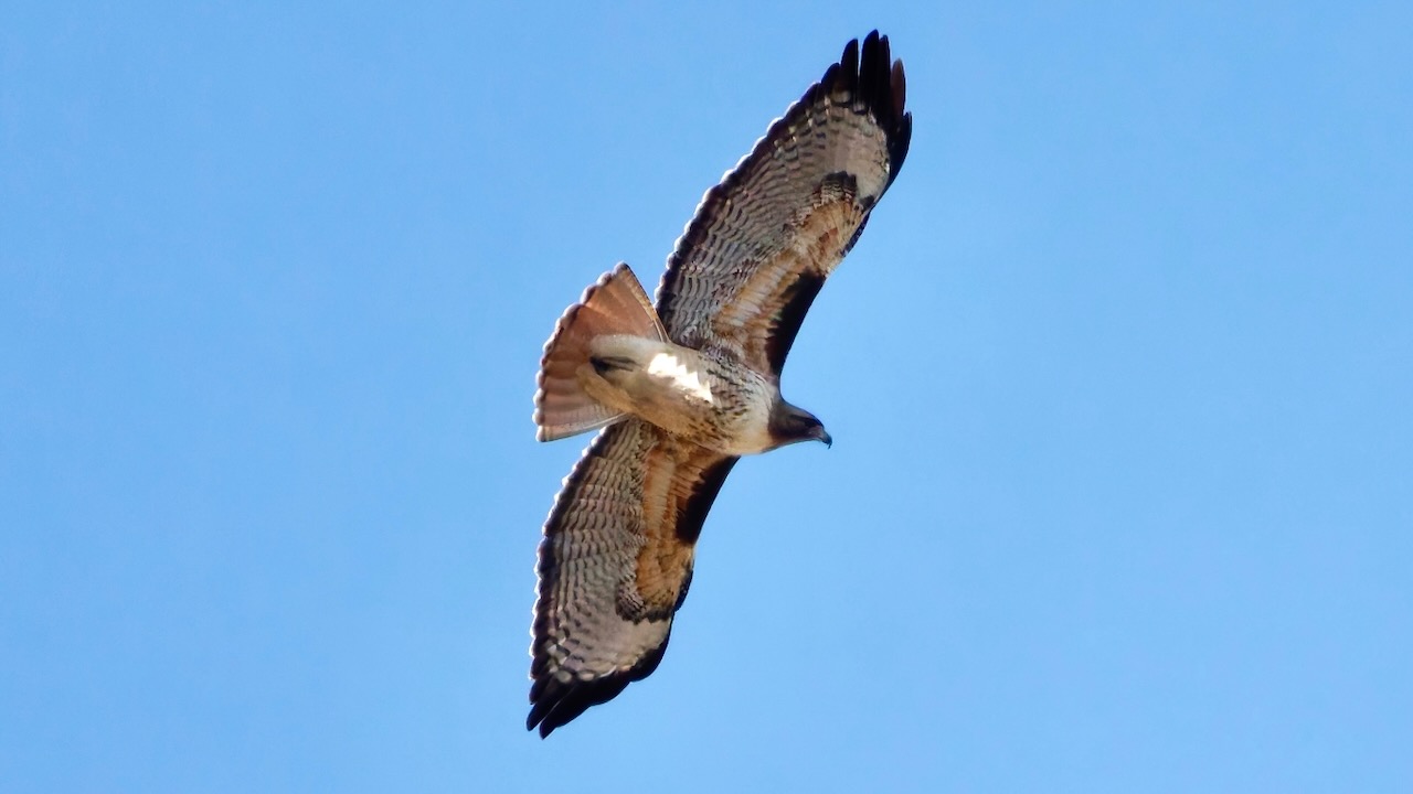 Red-tailed Hawk