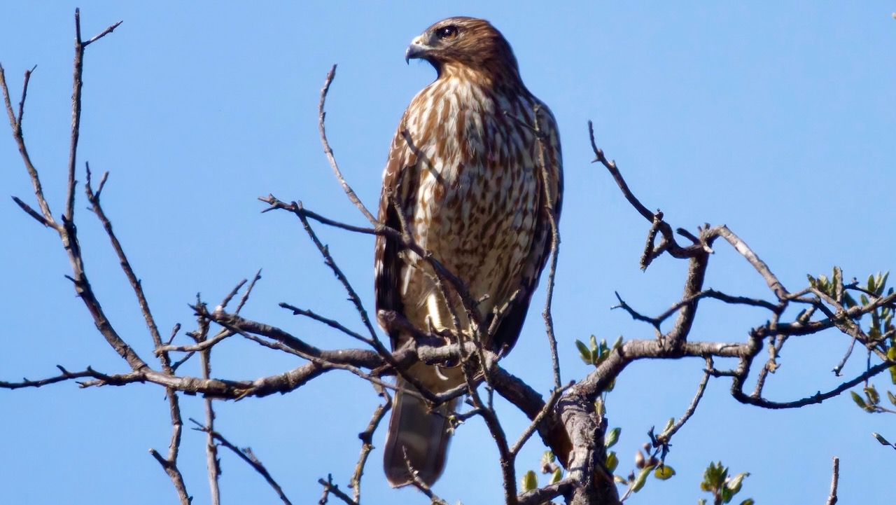 Red-shouldered Hawk