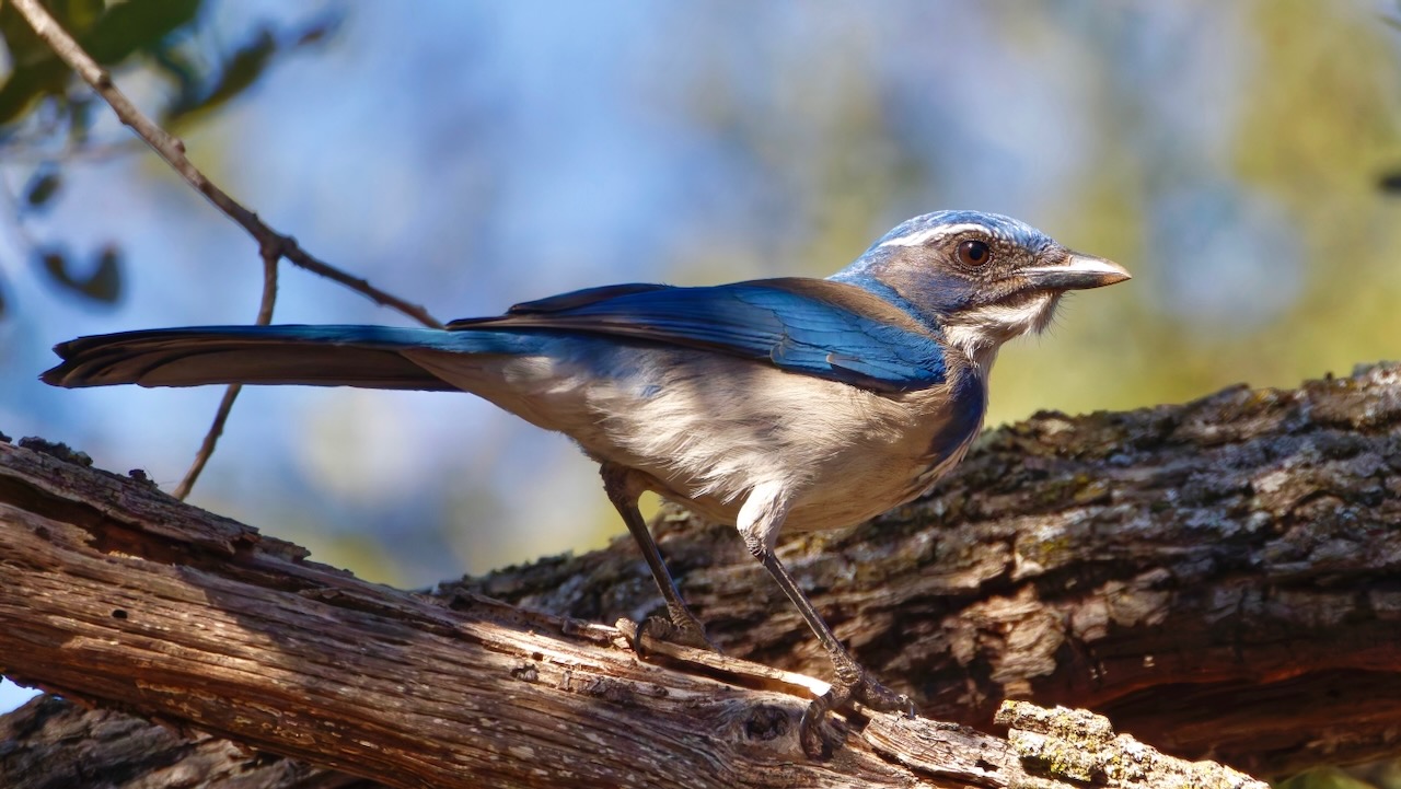 California Scrub-jay