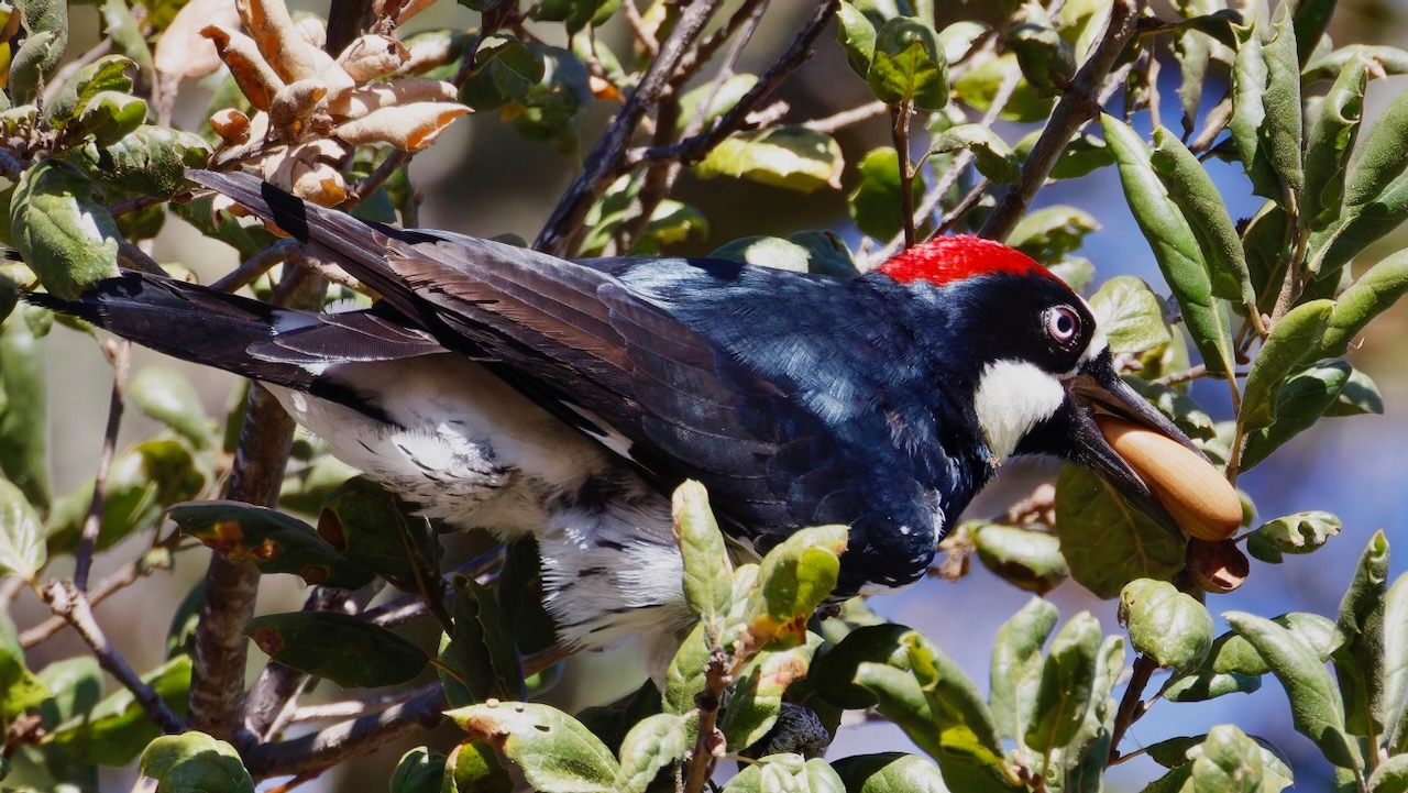 Acorn Woodpecker