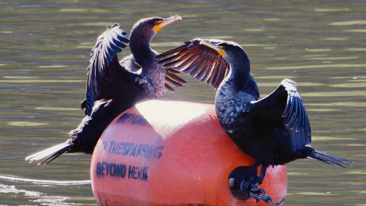 Double-crested Cormorants