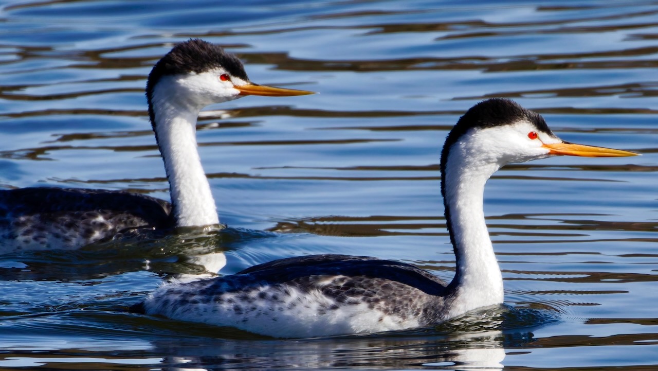 Western Grebes