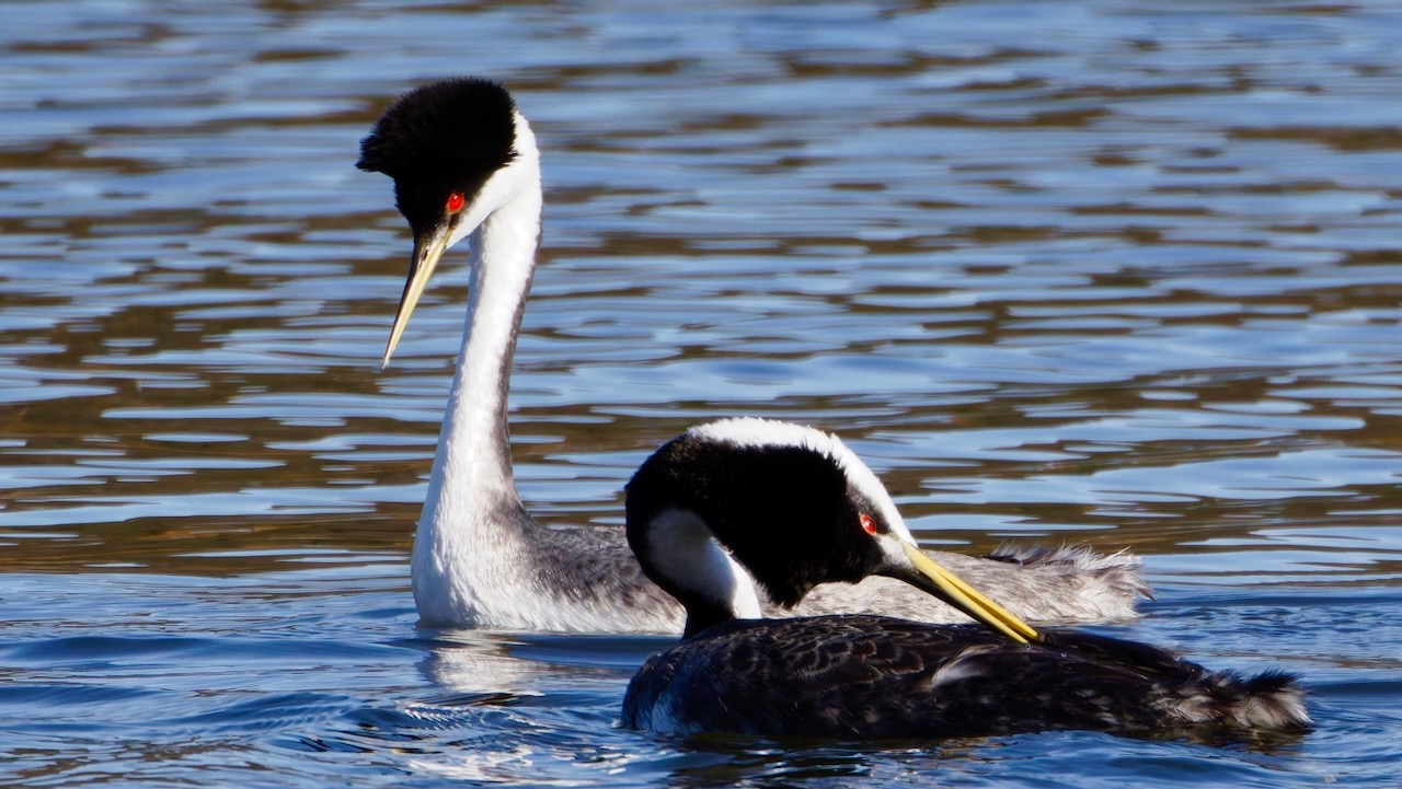 Western Grebes