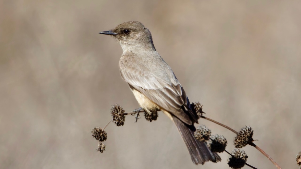 Say’s Phoebe