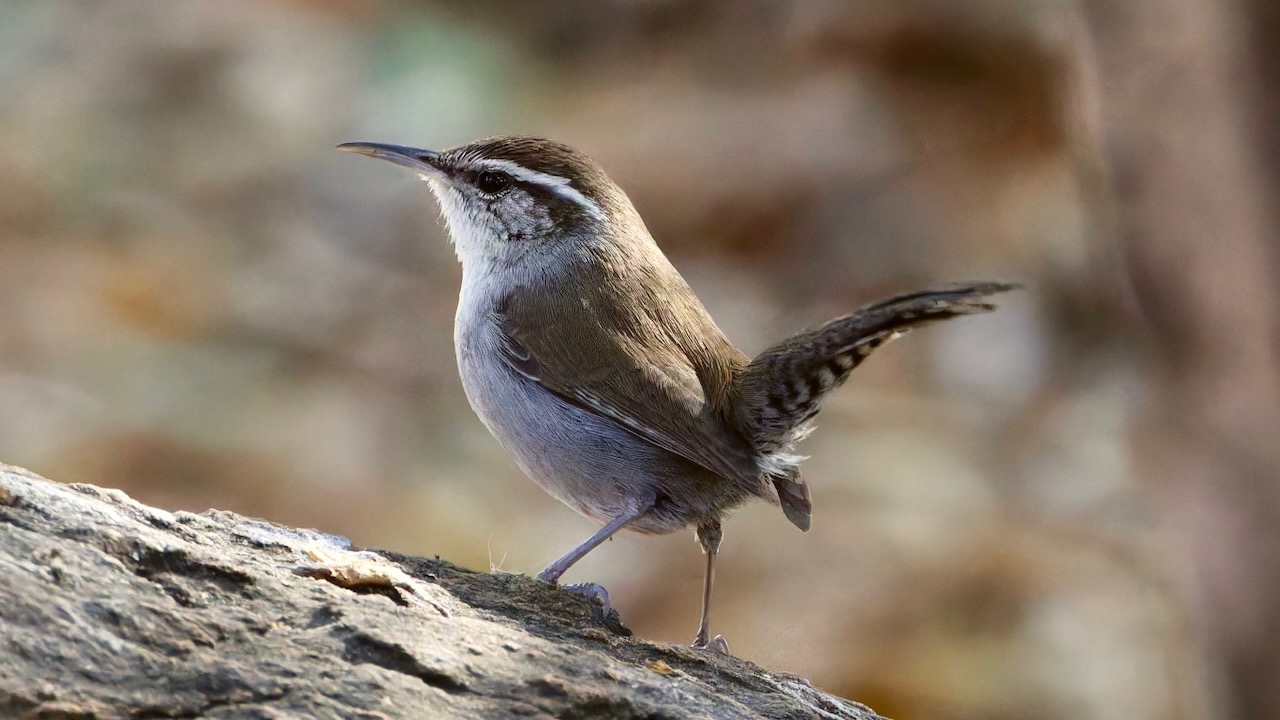 Bewick’s Wren